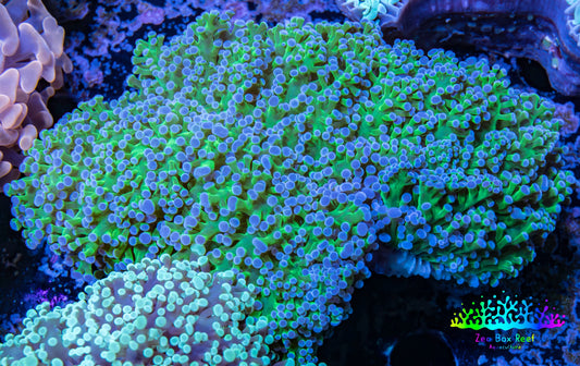 Frogspawn Coral -  WYSIWYG 10cm  C3R5B1 Frogspawn Coral -  WYSIWYG 10cm  C3R5B1 LPS Frogspawn Coral -  WYSIWYG 10cm  C3R5B1 Zeo Box Reef