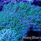Frogspawn Coral -  WYSIWYG 10cm  C3R5B1 Frogspawn Coral -  WYSIWYG 10cm  C3R5B1 LPS Frogspawn Coral -  WYSIWYG 10cm  C3R5B1 Zeo Box Reef