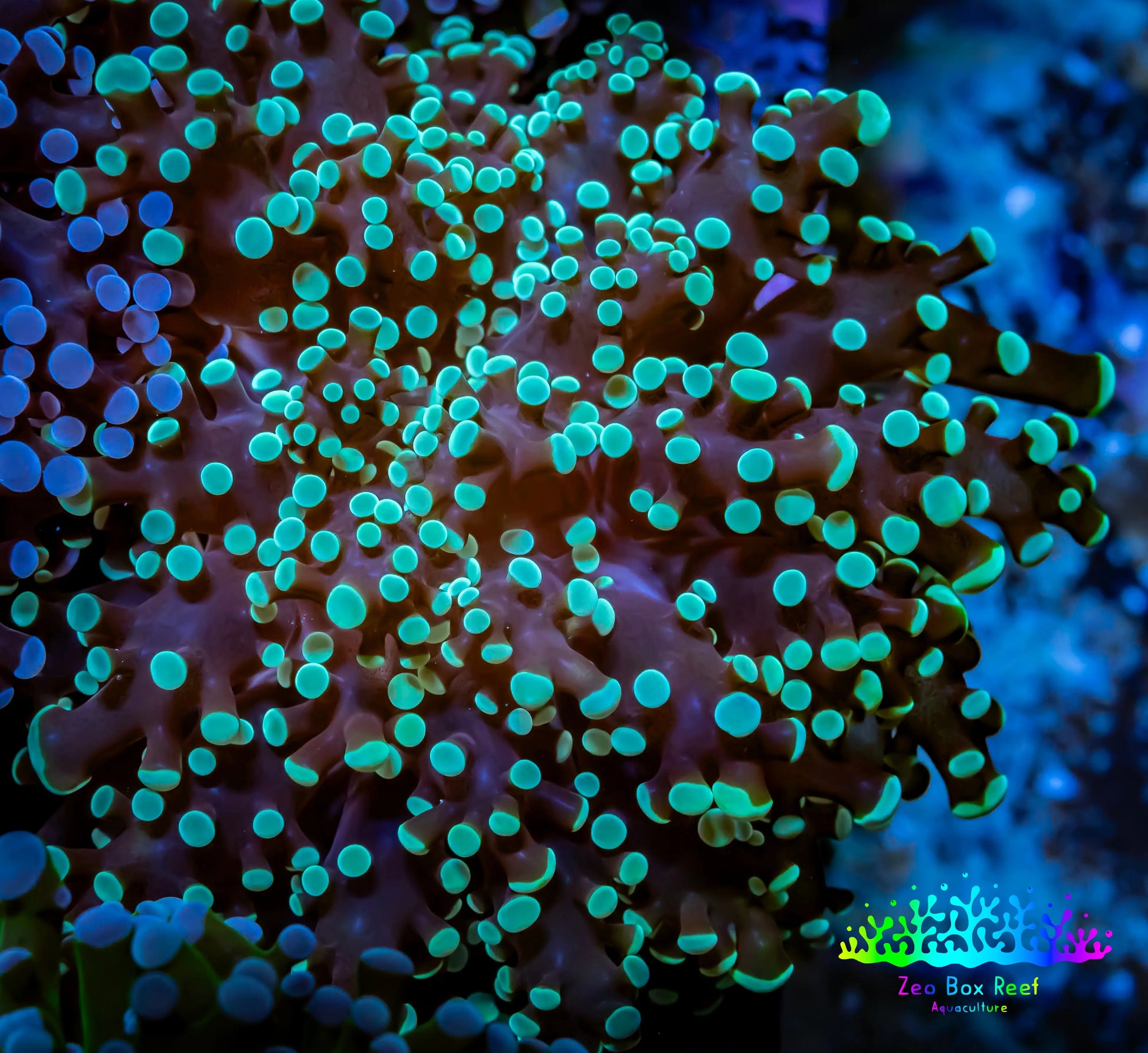 Frogspawn Coral - WYSIWYG 5cm  E4R5B1 Frogspawn Coral - WYSIWYG 5cm  E4R5B1 LPS Frogspawn Coral - WYSIWYG 5cm  E4R5B1 Zeo Box Reef