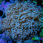 Frogspawn Coral -  WYSIWYG 7cm  B1R6B1 Frogspawn Coral -  WYSIWYG 7cm  B1R6B1 LPS Frogspawn Coral -  WYSIWYG 7cm  B1R6B1 Zeo Box Reef