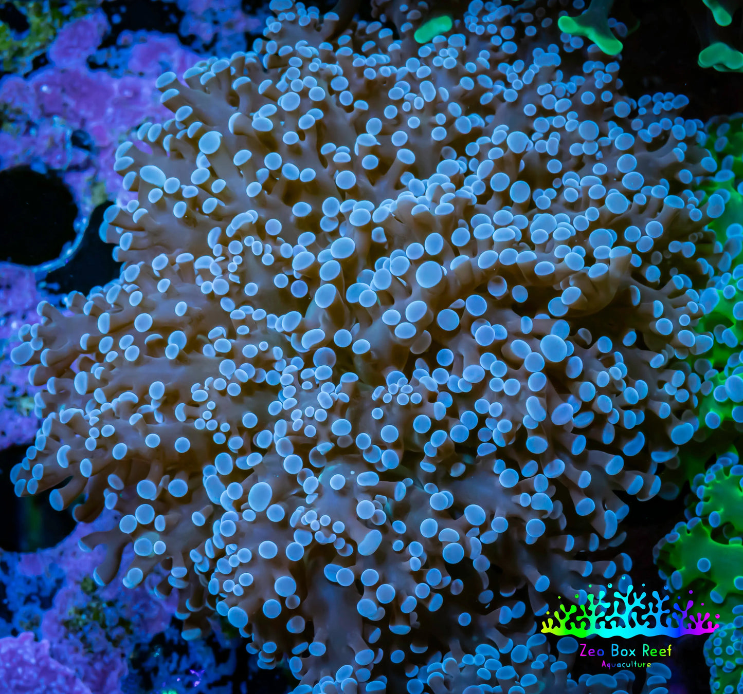 Frogspawn Coral -  WYSIWYG 7cm  B1R6B1 Frogspawn Coral -  WYSIWYG 7cm  B1R6B1 LPS Frogspawn Coral -  WYSIWYG 7cm  B1R6B1 Zeo Box Reef