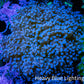 Frogspawn Coral -  WYSIWYG 7cm  B1R6B1 Frogspawn Coral -  WYSIWYG 7cm  B1R6B1 LPS Frogspawn Coral -  WYSIWYG 7cm  B1R6B1 Zeo Box Reef