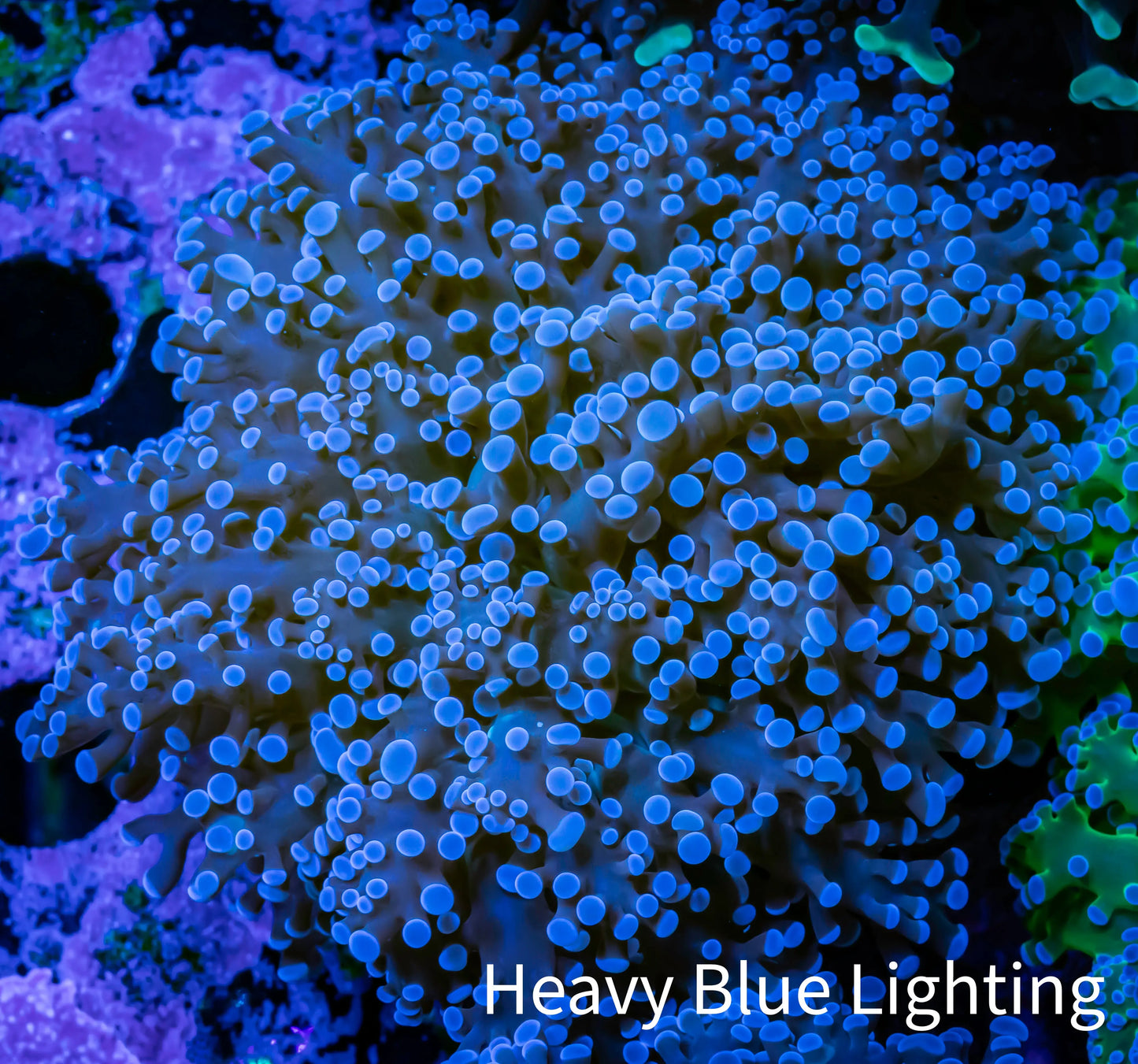 Frogspawn Coral -  WYSIWYG 7cm  B1R6B1 Frogspawn Coral -  WYSIWYG 7cm  B1R6B1 LPS Frogspawn Coral -  WYSIWYG 7cm  B1R6B1 Zeo Box Reef