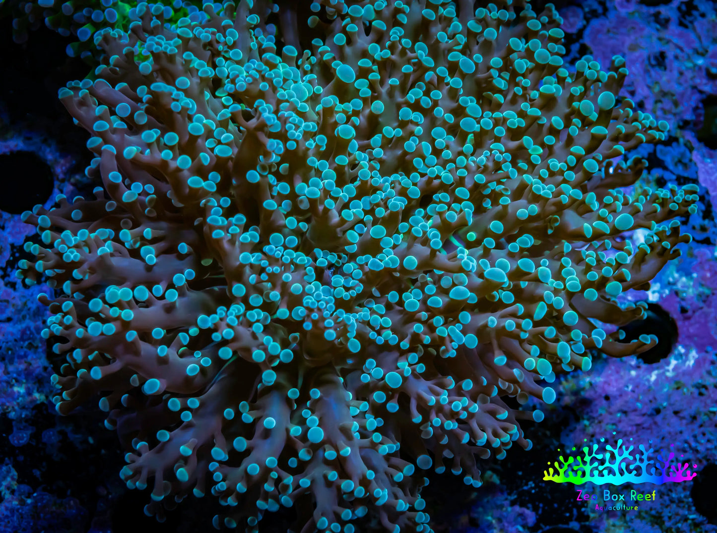 Frogspawn Coral -  WYSIWYG 8cm  B2R6B1 Frogspawn Coral -  WYSIWYG 8cm  B2R6B1 LPS Frogspawn Coral -  WYSIWYG 8cm  B2R6B1 Zeo Box Reef