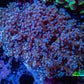 Frogspawn Coral -  WYSIWYG 8cm  C4R5B1 Frogspawn Coral -  WYSIWYG 8cm  C4R5B1 LPS Frogspawn Coral -  WYSIWYG 8cm  C4R5B1 Zeo Box Reef