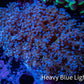 Frogspawn Coral -  WYSIWYG 8cm  C4R5B1 Frogspawn Coral -  WYSIWYG 8cm  C4R5B1 LPS Frogspawn Coral -  WYSIWYG 8cm  C4R5B1 Zeo Box Reef