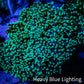 Frogspawn Coral -  WYSIWYG 8cm  D3R5B1 Frogspawn Coral -  WYSIWYG 8cm  D3R5B1 LPS Frogspawn Coral -  WYSIWYG 8cm  D3R5B1 Zeo Box Reef