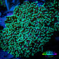 Frogspawn Coral -  WYSIWYG 8cm  D3R5B1 Frogspawn Coral -  WYSIWYG 8cm  D3R5B1 LPS Frogspawn Coral -  WYSIWYG 8cm  D3R5B1 Zeo Box Reef