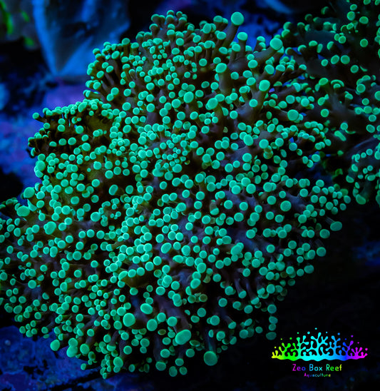 Frogspawn Coral -  WYSIWYG 8cm  D3R5B1 Frogspawn Coral -  WYSIWYG 8cm  D3R5B1 LPS Frogspawn Coral -  WYSIWYG 8cm  D3R5B1 Zeo Box Reef