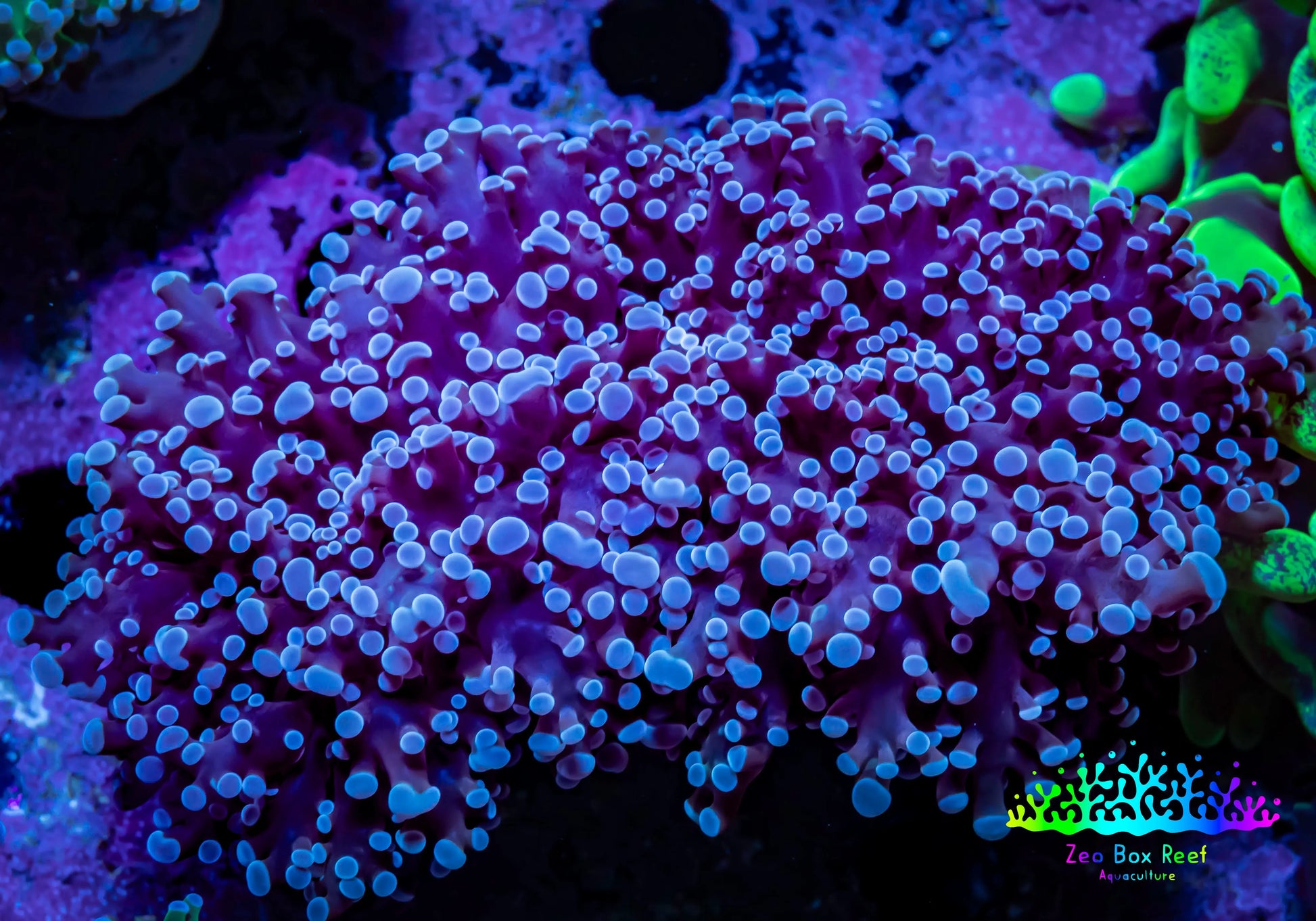 Frogspawn Coral -  WYSIWYG 9cm  B3R6B1 Frogspawn Coral -  WYSIWYG 9cm  B3R6B1 LPS Frogspawn Coral -  WYSIWYG 9cm  B3R6B1 Zeo Box Reef