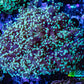 Frogspawn Coral -  WYSIWYG 9cm  C4R5B1 Frogspawn Coral -  WYSIWYG 9cm  C4R5B1 LPS Frogspawn Coral -  WYSIWYG 9cm  C4R5B1 Zeo Box Reef