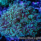 Frogspawn Coral -  WYSIWYG 9cm  C4R5B1 Frogspawn Coral -  WYSIWYG 9cm  C4R5B1 LPS Frogspawn Coral -  WYSIWYG 9cm  C4R5B1 Zeo Box Reef
