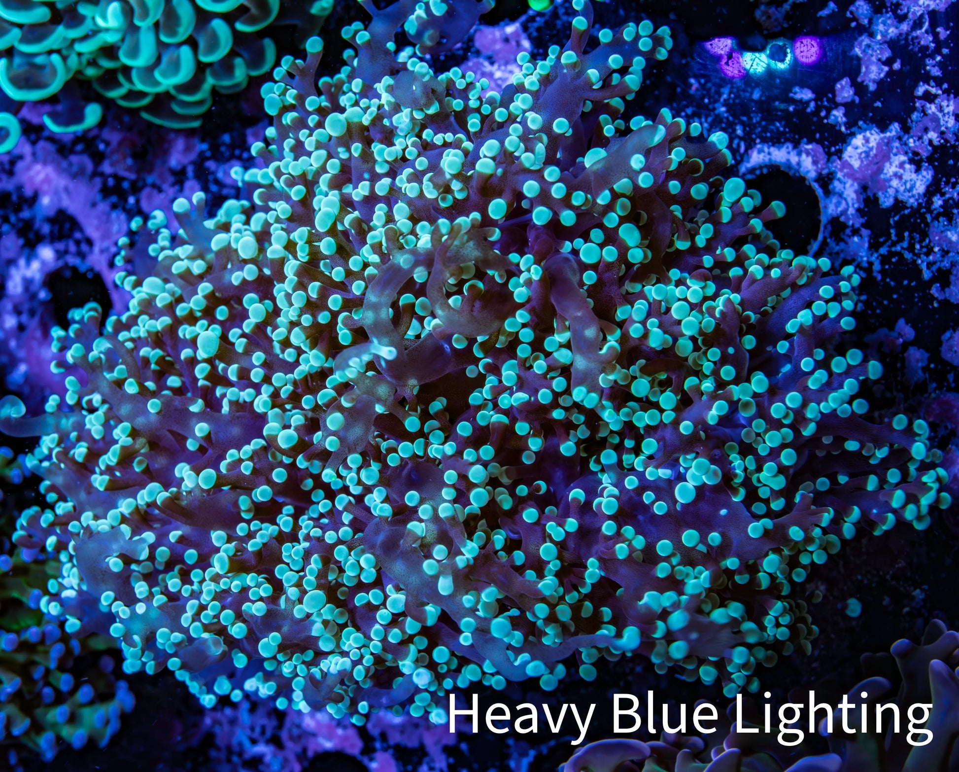Frogspawn Coral -  WYSIWYG 9cm  C4R5B1 Frogspawn Coral -  WYSIWYG 9cm  C4R5B1 LPS Frogspawn Coral -  WYSIWYG 9cm  C4R5B1 Zeo Box Reef