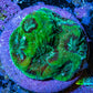 Glitter Speckled Green Favia Coral Frag WYSIWYG Glitter Speckled Green Favia Coral Frag WYSIWYG Aquarium Decor Glitter Speckled Green Favia Coral Frag WYSIWYG Zeo Box Reef