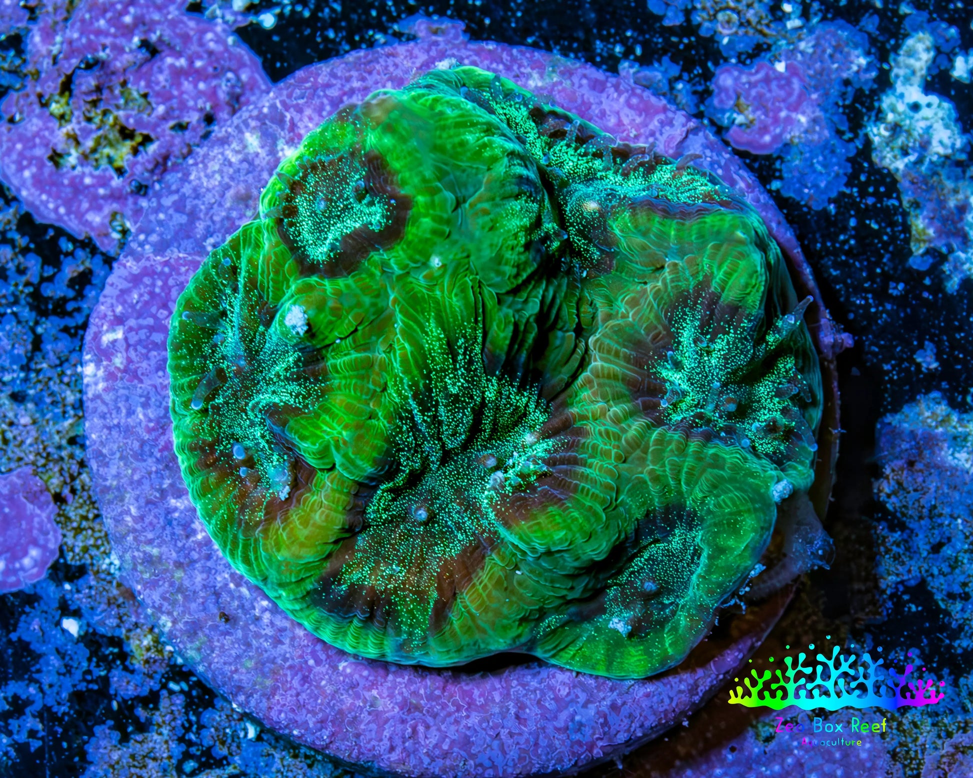 Glitter Speckled Green Favia Coral Frag WYSIWYG Glitter Speckled Green Favia Coral Frag WYSIWYG Aquarium Decor Glitter Speckled Green Favia Coral Frag WYSIWYG Zeo Box Reef