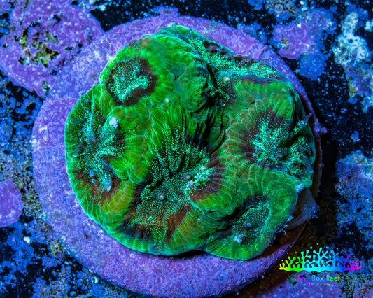 Glitter Speckled Green Favia Coral Frag WYSIWYG Glitter Speckled Green Favia Coral Frag WYSIWYG Aquarium Decor Glitter Speckled Green Favia Coral Frag WYSIWYG Zeo Box Reef