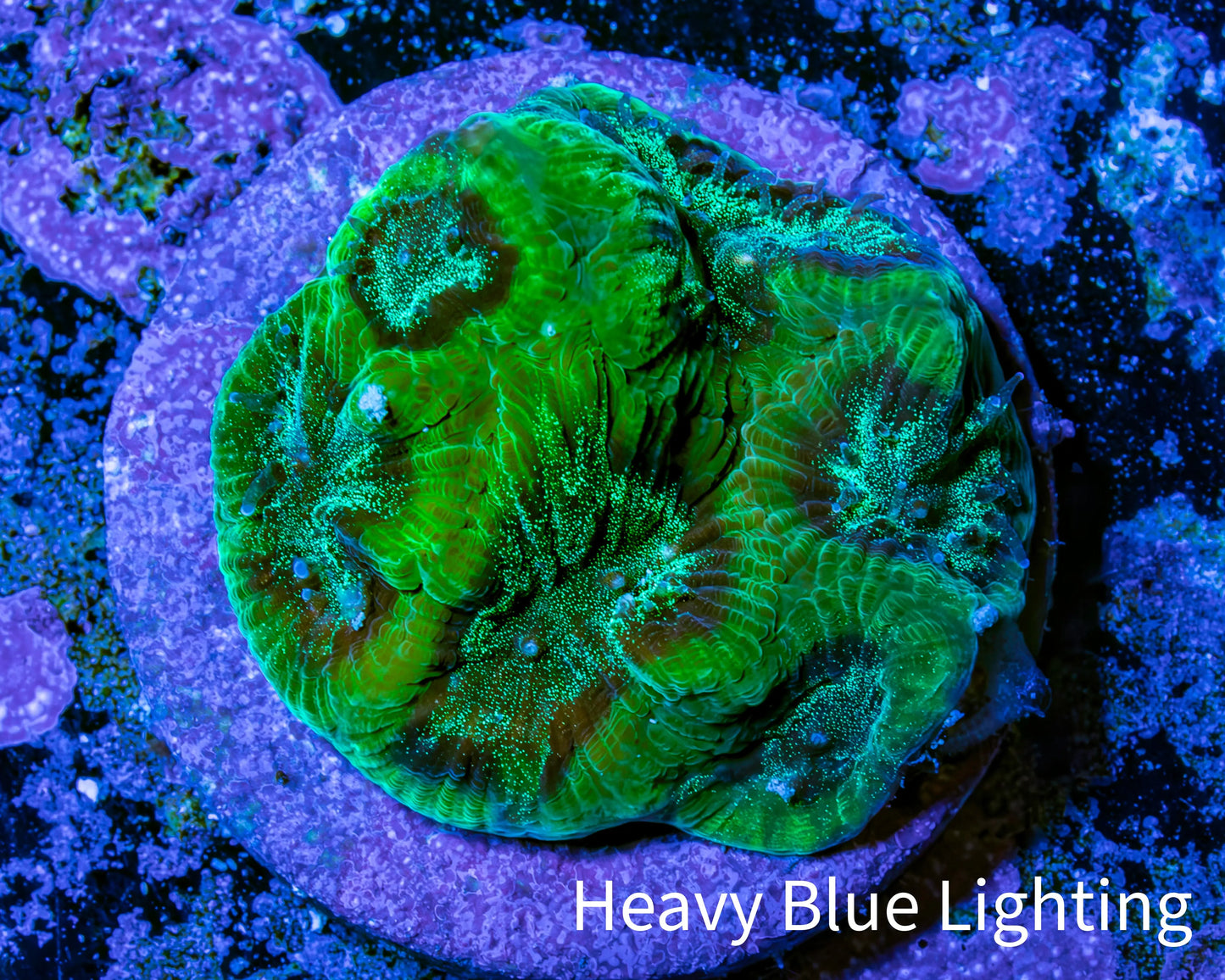 Glitter Speckled Green Favia Coral Frag WYSIWYG Glitter Speckled Green Favia Coral Frag WYSIWYG Aquarium Decor Glitter Speckled Green Favia Coral Frag WYSIWYG Zeo Box Reef