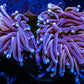 Gold Bar Torch Coral - 7cm -  WYSIWYG Gold Bar Torch Coral - 7cm -  WYSIWYG LPS Gold Bar Torch Coral - 7cm -  WYSIWYG Zeo Box Reef