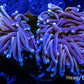 Gold Bar Torch Coral - 7cm -  WYSIWYG Gold Bar Torch Coral - 7cm -  WYSIWYG LPS Gold Bar Torch Coral - 7cm -  WYSIWYG Zeo Box Reef