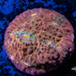 Gold Chalice Coral WYSIWYG 4cm Gold Chalice Coral WYSIWYG 4cm LPS Gold Chalice Coral WYSIWYG 4cm Zeo Box Reef