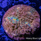 Gold Chalice Coral WYSIWYG 4cm Gold Chalice Coral WYSIWYG 4cm LPS Gold Chalice Coral WYSIWYG 4cm Zeo Box Reef