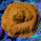 Gold Psammocora Coral- Frag-  WYSIWYG Frag Gold Psammocora Coral- Frag-  WYSIWYG Frag SPS Gold Psammocora Coral- Frag-  WYSIWYG Frag Zeo Box Reef