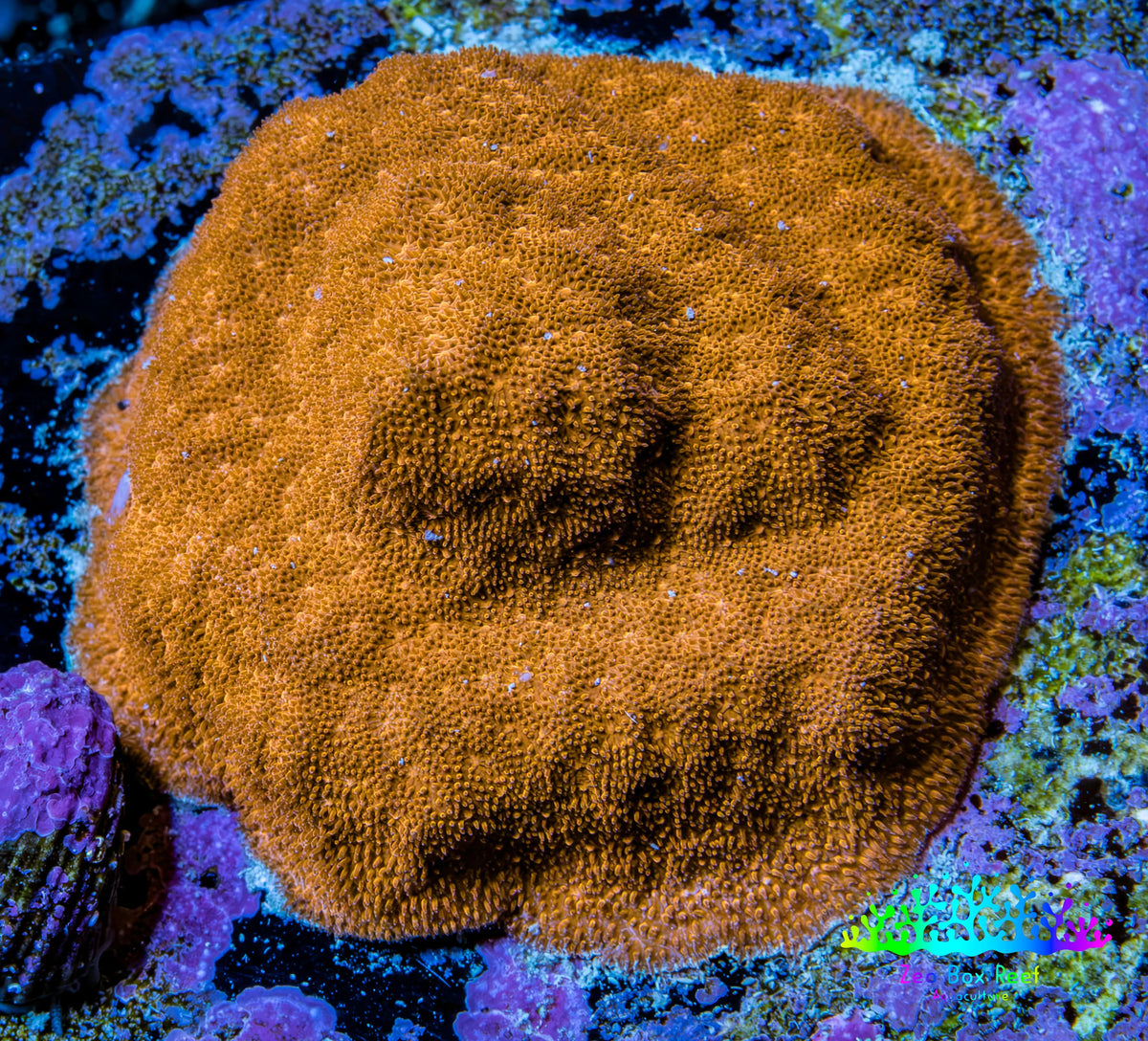 Gold Psammocora Coral- Frag-  WYSIWYG Frag Gold Psammocora Coral- Frag-  WYSIWYG Frag SPS Gold Psammocora Coral- Frag-  WYSIWYG Frag Zeo Box Reef