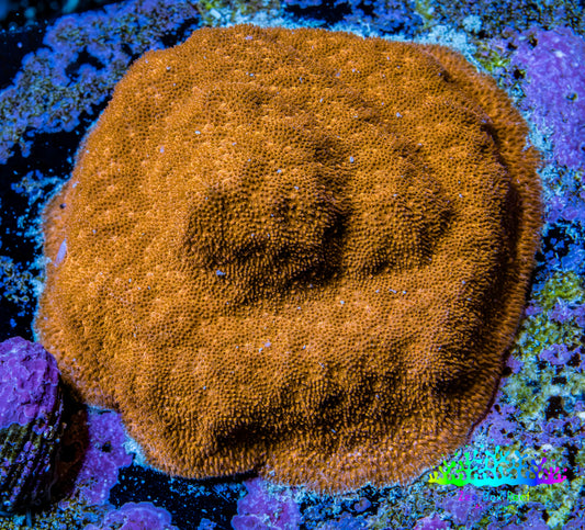 Gold Psammocora Coral- Frag-  WYSIWYG Frag Gold Psammocora Coral- Frag-  WYSIWYG Frag SPS Gold Psammocora Coral- Frag-  WYSIWYG Frag Zeo Box Reef