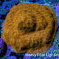 Gold Psammocora Coral- Frag-  WYSIWYG Frag Gold Psammocora Coral- Frag-  WYSIWYG Frag SPS Gold Psammocora Coral- Frag-  WYSIWYG Frag Zeo Box Reef