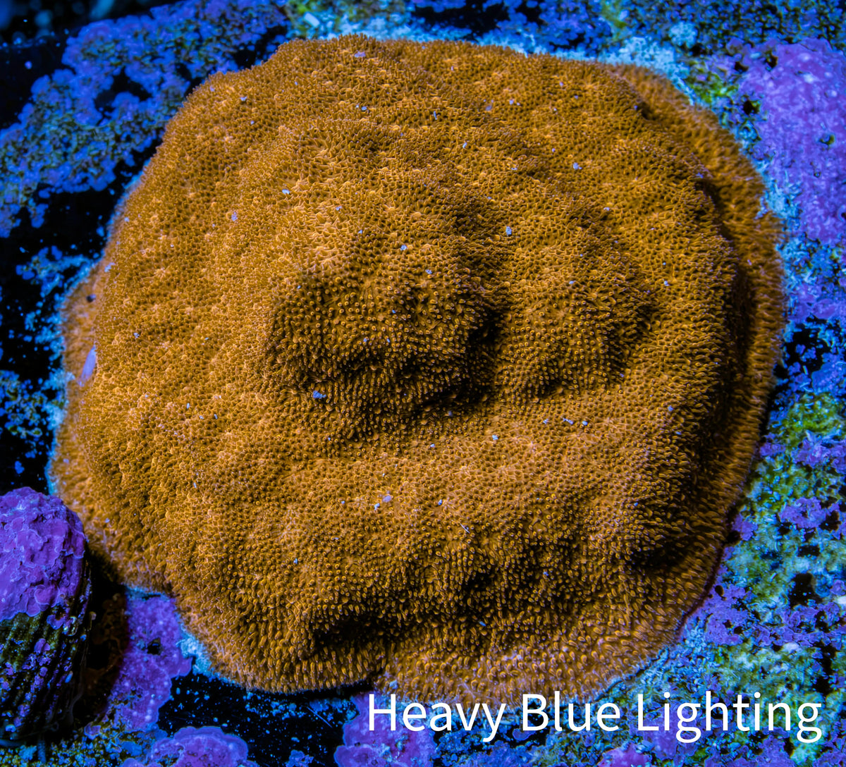 Gold Psammocora Coral- Frag-  WYSIWYG Frag Gold Psammocora Coral- Frag-  WYSIWYG Frag SPS Gold Psammocora Coral- Frag-  WYSIWYG Frag Zeo Box Reef