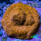 Gold Psammocora Coral- Frag-  WYSIWYG Frag Gold Psammocora Coral- Frag-  WYSIWYG Frag SPS Gold Psammocora Coral- Frag-  WYSIWYG Frag Zeo Box Reef