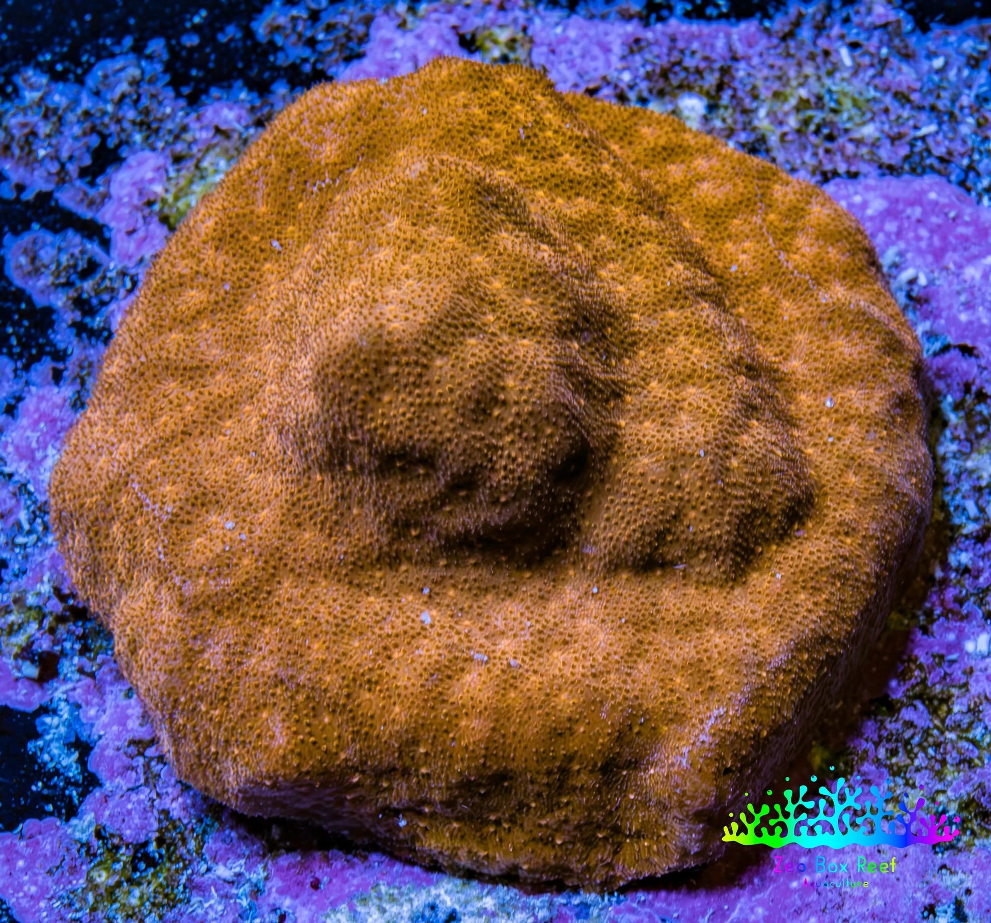 Gold Psammocora Coral- Frag-  WYSIWYG Frag Gold Psammocora Coral- Frag-  WYSIWYG Frag SPS Gold Psammocora Coral- Frag-  WYSIWYG Frag Zeo Box Reef