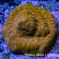 Gold Psammocora Coral- Frag-  WYSIWYG Frag Gold Psammocora Coral- Frag-  WYSIWYG Frag SPS Gold Psammocora Coral- Frag-  WYSIWYG Frag Zeo Box Reef