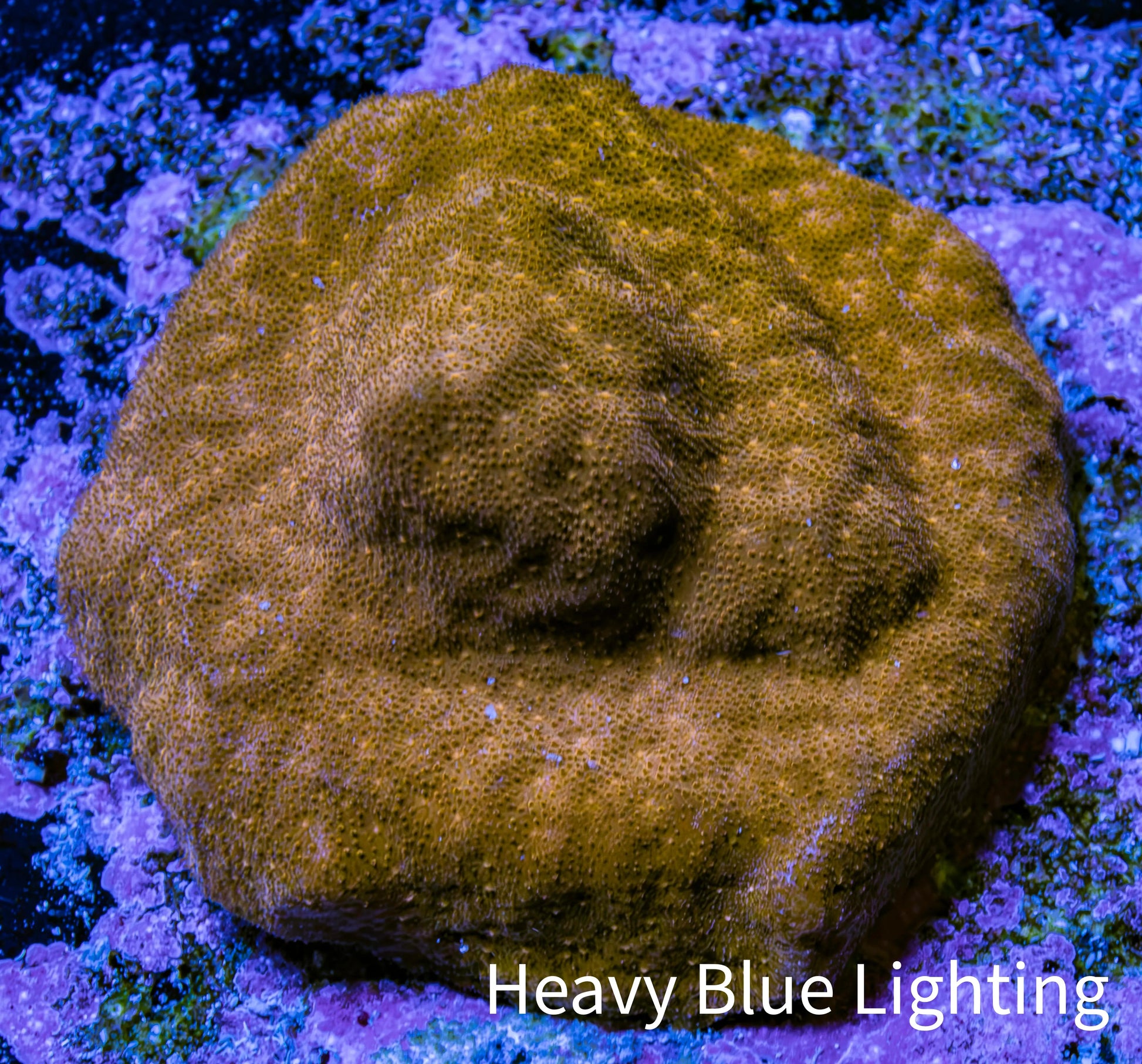 Gold Psammocora Coral- Frag-  WYSIWYG Frag Gold Psammocora Coral- Frag-  WYSIWYG Frag SPS Gold Psammocora Coral- Frag-  WYSIWYG Frag Zeo Box Reef