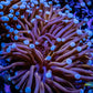 Gold Torch Coral - 7cm -  WYSIWYG Gold Torch Coral - 7cm -  WYSIWYG LPS Gold Torch Coral - 7cm -  WYSIWYG Zeo Box Reef