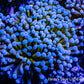 Gold Torch Coral - 8cm - 2 Large Fused Polyps WYSIWYG Gold Torch Coral - 8cm - 2 Large Fused Polyps WYSIWYG LPS Gold Torch Coral - 8cm - 2 Large Fused Polyps WYSIWYG Zeo Box Reef