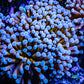 Gold Torch Coral - 8cm - 2 Large Fused Polyps WYSIWYG Gold Torch Coral - 8cm - 2 Large Fused Polyps WYSIWYG LPS Gold Torch Coral - 8cm - 2 Large Fused Polyps WYSIWYG Zeo Box Reef