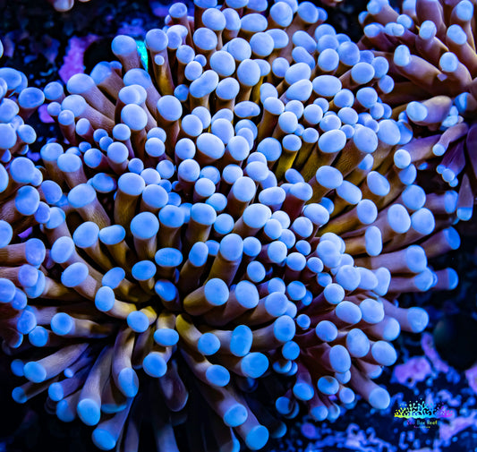 Gold Torch Coral - 8cm - 2 Large Fused Polyps WYSIWYG Gold Torch Coral - 8cm - 2 Large Fused Polyps WYSIWYG LPS Gold Torch Coral - 8cm - 2 Large Fused Polyps WYSIWYG Zeo Box Reef