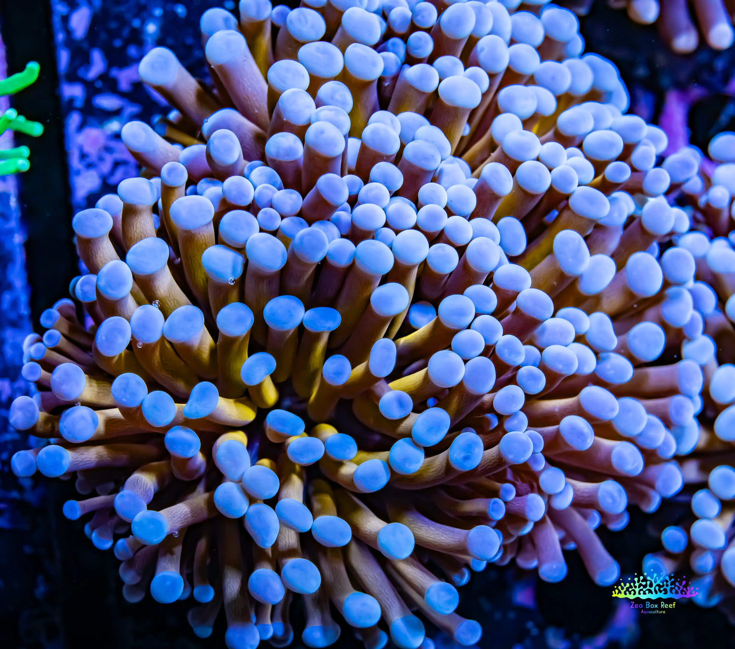 Gold Torch Coral - 9cm 4 Fused Polyps WYSIWYG Gold Torch Coral - 9cm 4 Fused Polyps WYSIWYG LPS Gold Torch Coral - 9cm 4 Fused Polyps WYSIWYG Zeo Box Reef