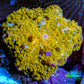 🌟 Golden Nebula Morph Coral WYSIWYG 1.8cm 🌟 Golden Nebula Morph Coral WYSIWYG 1.8cm Animals & Pet Supplies 🌟 Golden Nebula Morph Coral WYSIWYG 1.8cm Zeo Box Reef