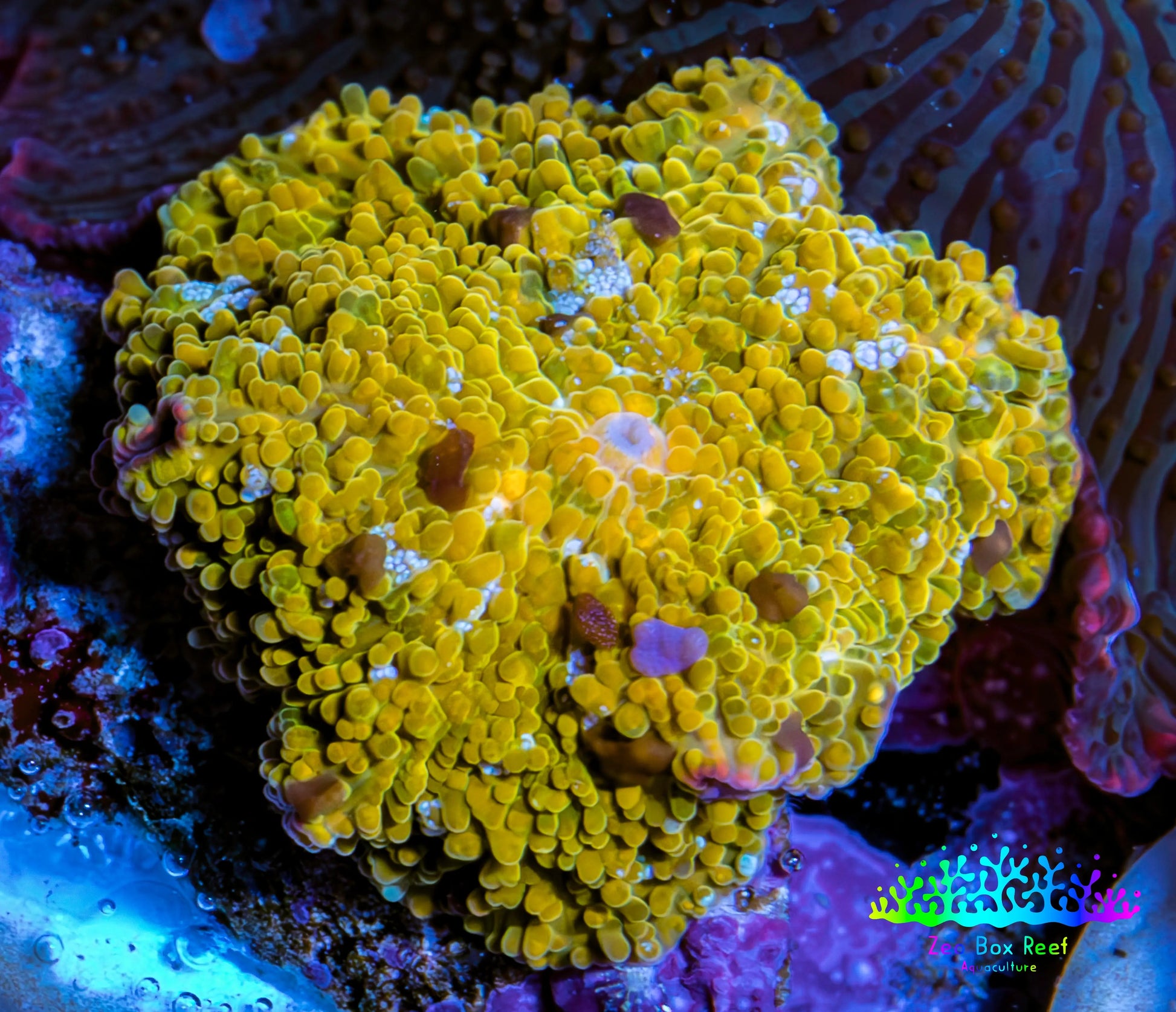 🌟 Golden Nebula Morph Coral WYSIWYG 1.8cm 🌟 Golden Nebula Morph Coral WYSIWYG 1.8cm Animals & Pet Supplies 🌟 Golden Nebula Morph Coral WYSIWYG 1.8cm Zeo Box Reef