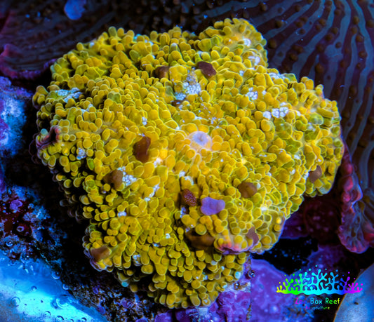 🌟 Golden Nebula Morph Coral WYSIWYG 1.8cm 🌟 Golden Nebula Morph Coral WYSIWYG 1.8cm Animals & Pet Supplies 🌟 Golden Nebula Morph Coral WYSIWYG 1.8cm Zeo Box Reef