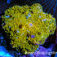 🌟 Golden Nebula Morph Coral WYSIWYG 1.8cm 🌟 Golden Nebula Morph Coral WYSIWYG 1.8cm Animals & Pet Supplies 🌟 Golden Nebula Morph Coral WYSIWYG 1.8cm Zeo Box Reef