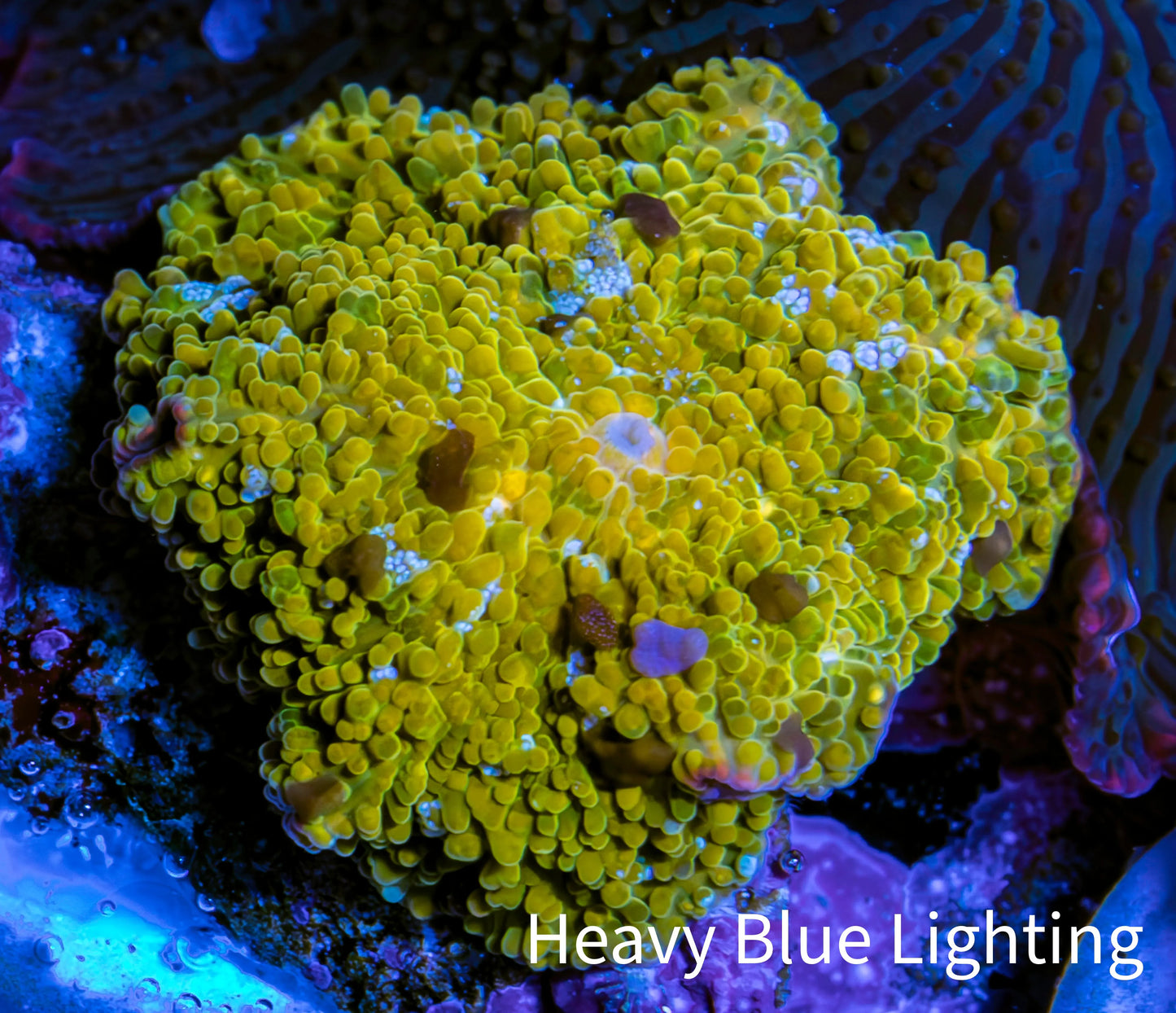 🌟 Golden Nebula Morph Coral WYSIWYG 1.8cm 🌟 Golden Nebula Morph Coral WYSIWYG 1.8cm Animals & Pet Supplies 🌟 Golden Nebula Morph Coral WYSIWYG 1.8cm Zeo Box Reef