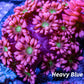 Goniopora Coral - Goni Frag WYSIWYG Goniopora Coral - Goni Frag WYSIWYG Animals & Pet Supplies Goniopora Coral - Goni Frag WYSIWYG Zeo Box Reef