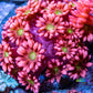 Goniopora Coral - Goni Frag WYSIWYG Goniopora Coral - Goni Frag WYSIWYG Animals & Pet Supplies Goniopora Coral - Goni Frag WYSIWYG Zeo Box Reef