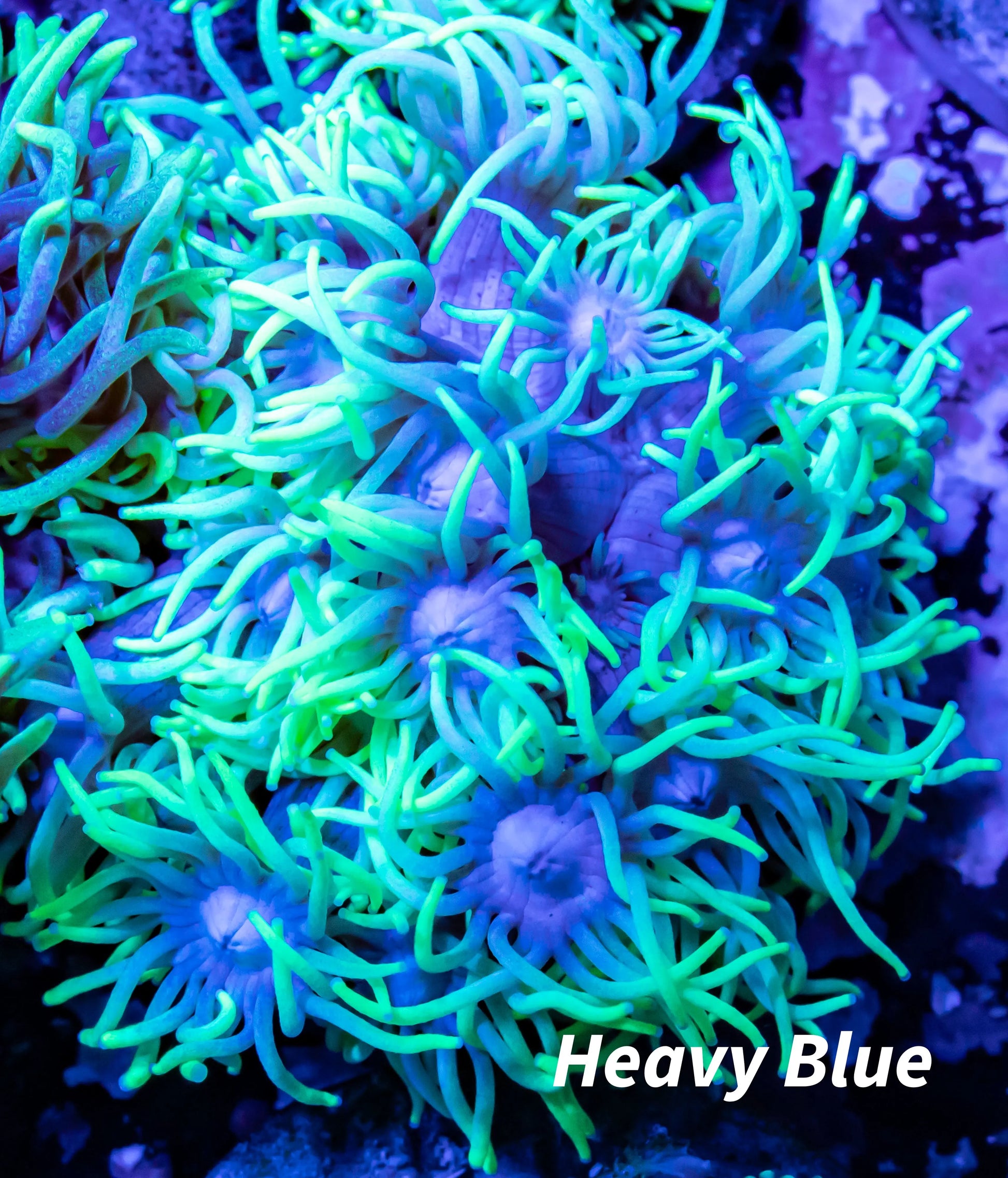 Goniopora Coral - Goni Frag WYSIWYG Goniopora Coral - Goni Frag WYSIWYG Animals & Pet Supplies Goniopora Coral - Goni Frag WYSIWYG Zeo Box Reef