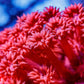 Goniopora Coral - Goni Frag WYSIWYG Goniopora Coral - Goni Frag WYSIWYG Animals & Pet Supplies Goniopora Coral - Goni Frag WYSIWYG Zeo Box Reef