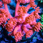 Goniopora Coral - Red Goni Frag WYSIWYG Goniopora Coral - Red Goni Frag WYSIWYG Animals & Pet Supplies Goniopora Coral - Red Goni Frag WYSIWYG Zeo Box Reef