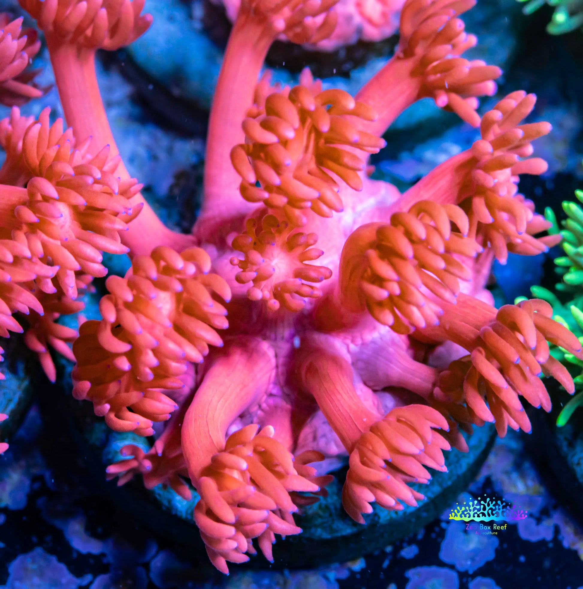 Goniopora Coral - Red Goni Frag WYSIWYG Goniopora Coral - Red Goni Frag WYSIWYG Animals & Pet Supplies Goniopora Coral - Red Goni Frag WYSIWYG Zeo Box Reef